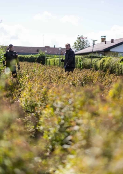 Næstved Haveservice i arbejde